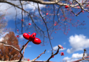 年末年始のお知らせ