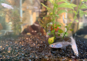 暑さ対策の毎年恒例 期間限定メニューのご紹介